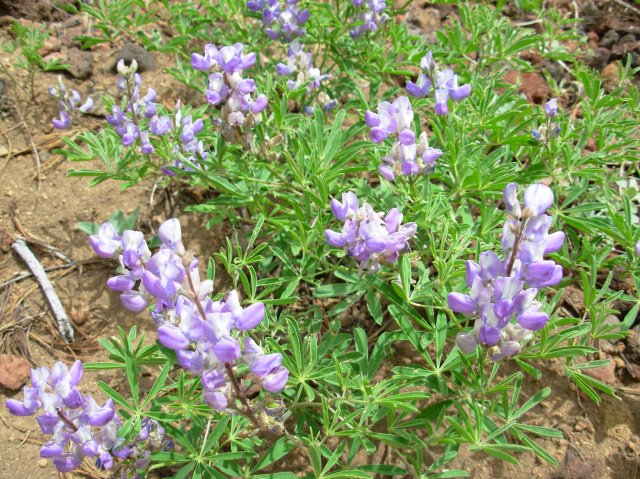 Summer '06 Sunriver 525 